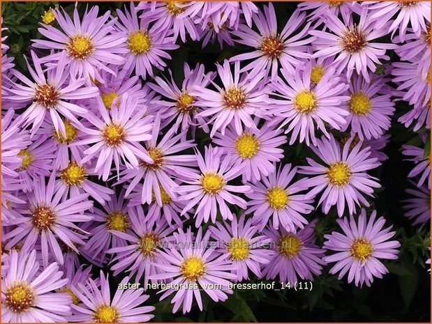 Aster 'Herbstgruß vom Bresserhof' | Aster | Aster