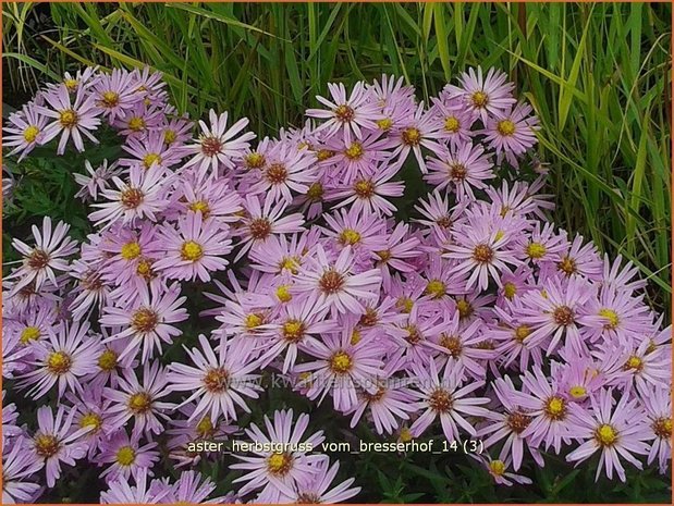 Aster 'Herbstgruß vom Bresserhof' | Aster | Aster