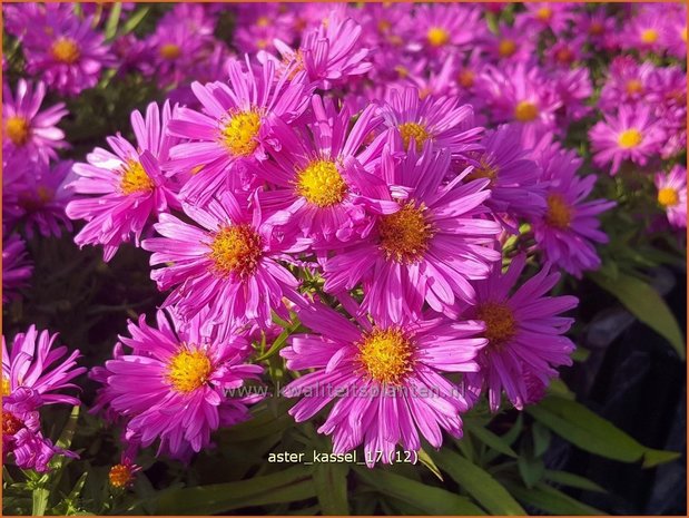 Aster 'Kassel' | Aster | Aster