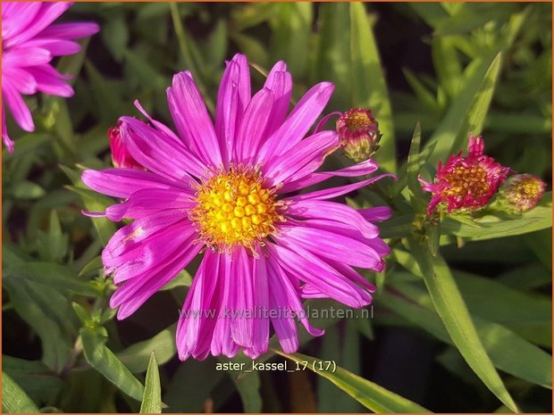 Aster 'Kassel' | Aster | Aster