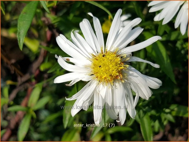 Aster 'Kristina' | Aster | Aster