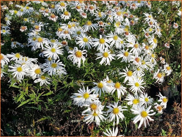 Aster 'Kristina' | Aster | Aster