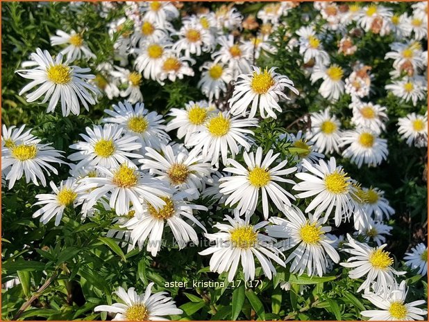 Aster 'Kristina' | Aster | Aster