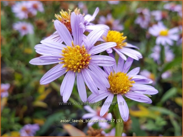 Aster laevis 'Blauschleier' | Gladde aster, Aster | Glatte Aster