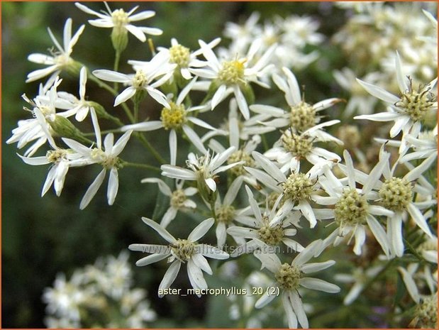 Aster macrophyllus | Grootbladige aster, Aster | Großblättrige Aster