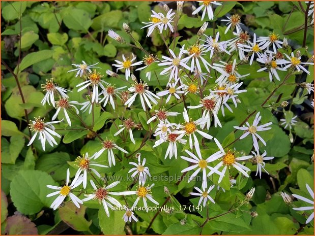 Aster macrophyllus | Grootbladige aster, Aster | Großblättrige Aster