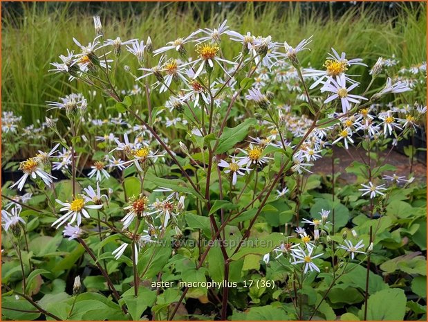 Aster macrophyllus | Grootbladige aster, Aster | Großblättrige Aster