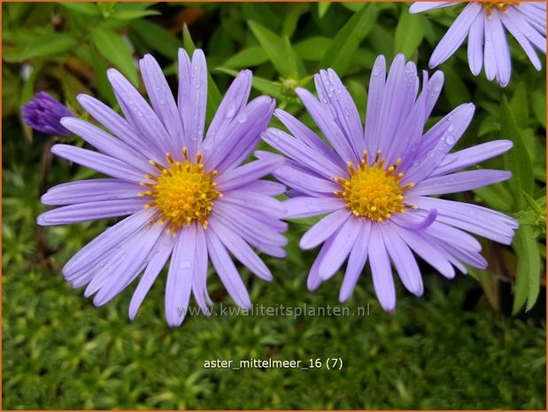 Aster 'Mittelmeer' | Aster | Aster