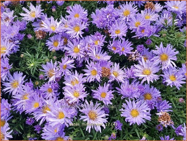 Aster 'Mittelmeer' | Aster | Aster