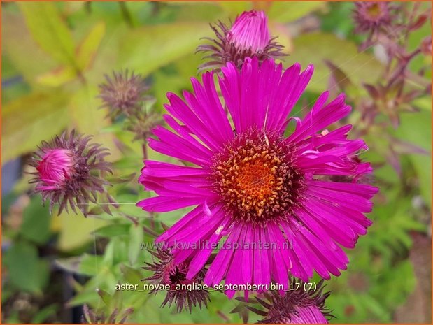 Aster novae-angliae 'Septemberrubin' | Nieuw-Engelse aster, Herfstaster, Aster | Raublatt-Aster