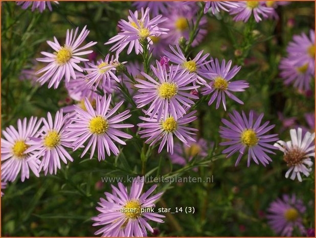 Aster 'Pink Star' | Aster | Aster