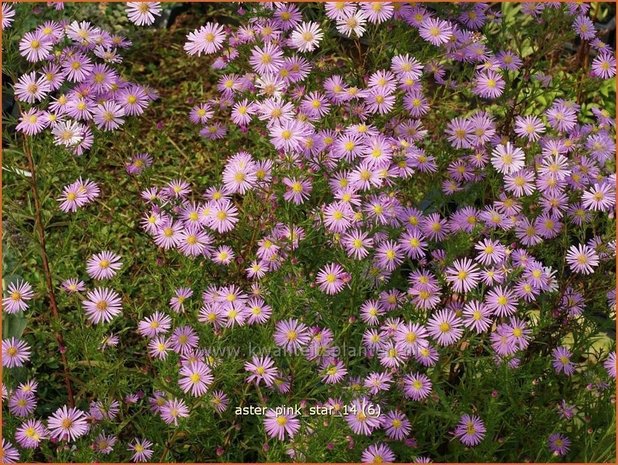 Aster 'Pink Star' | Aster | Aster