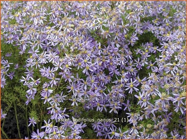 Aster sedifolius 'Nanus' | Aster | Ödland-Aster