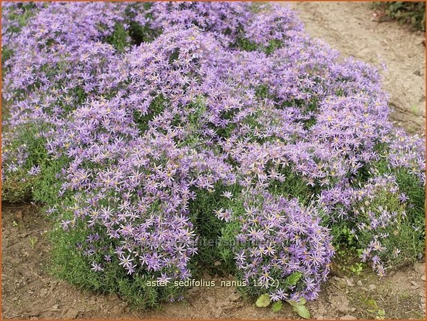 Aster sedifolius 'Nanus' | Aster | Ödland-Aster