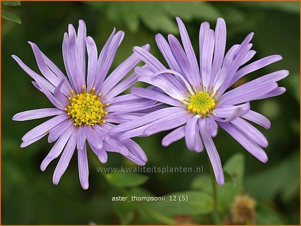 Aster thomsonii | Aster | Thomsons Aster