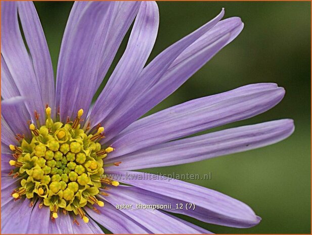 Aster thomsonii | Aster | Thomsons Aster