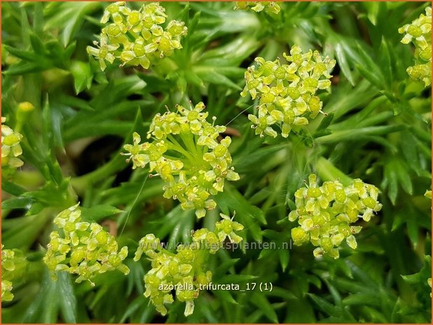 Azorella trifurcata | Andeskruid | Andenpolster