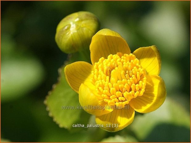 Caltha palustris | Dotterbloem | Sumpf-Dotterblume