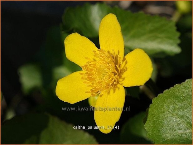 Caltha palustris | Dotterbloem | Sumpf-Dotterblume