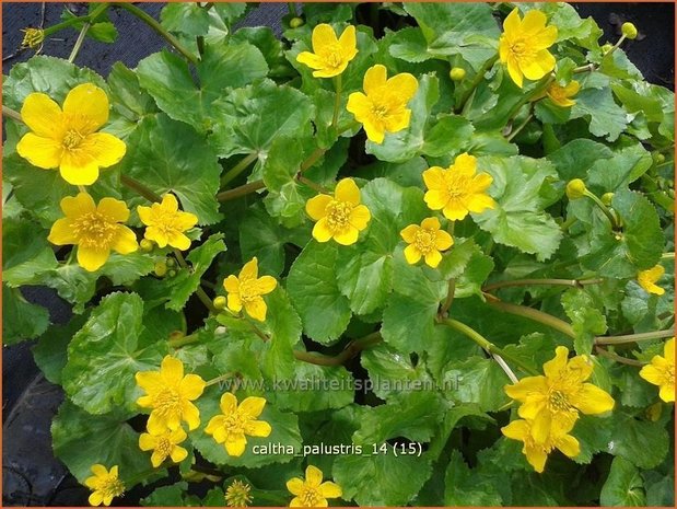 Caltha palustris | Dotterbloem | Sumpf-Dotterblume