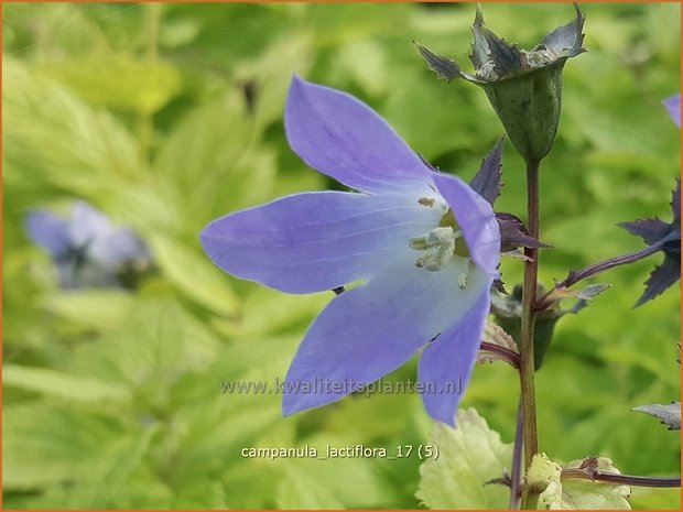 Campanula lactiflora | Klokjesbloem | Dolden-Glockenblume