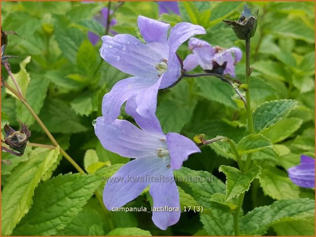 Campanula lactiflora | Klokjesbloem | Dolden-Glockenblume