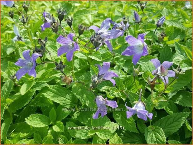 Campanula lactiflora | Klokjesbloem | Dolden-Glockenblume