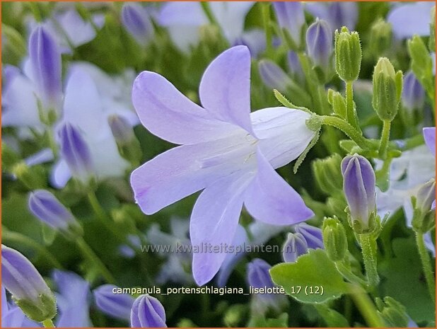 Campanula portenschlagiana 'Liselotte' | Dalmatieklokje, Klokjesbloem | Polster-Glockenblume