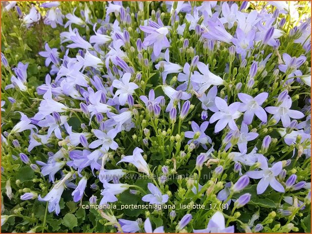 Campanula portenschlagiana 'Liselotte' | Dalmatieklokje, Klokjesbloem | Polster-Glockenblume