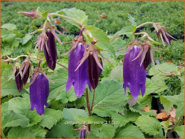 Campanula 'Sarastro' | Klokjesbloem | Glockenblume