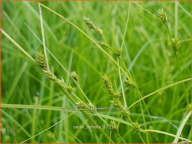 Carex remota | IJle zegge | Winkel-Segge