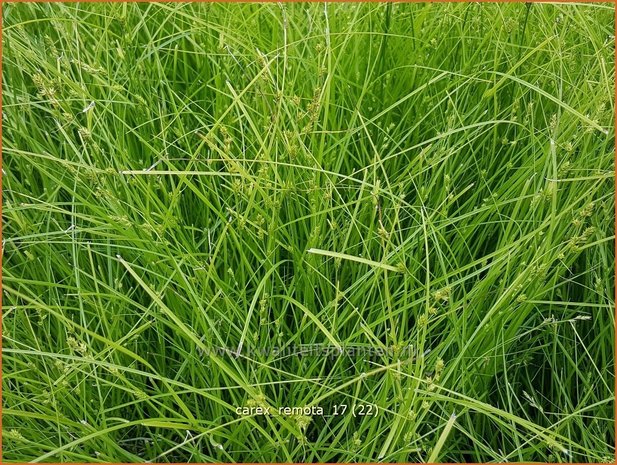 Carex remota | IJle zegge | Winkel-Segge