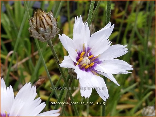 Catananche caerulea 'Alba' | Blauwe strobloem, Strobloem | Blaublütige Rasselblume