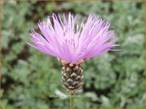 Centaurea simplicicaulis | Korenbloem, Centaurie | Einfache Kissen-Flockenblume