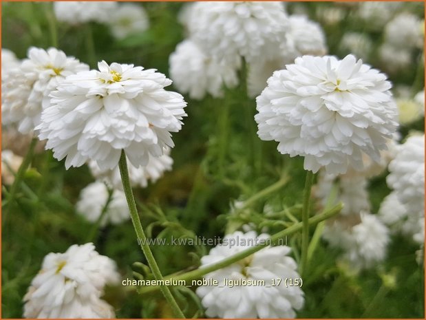 Chamaemelum nobile 'Ligulosum' | Roomse kamille | Römische Kamille