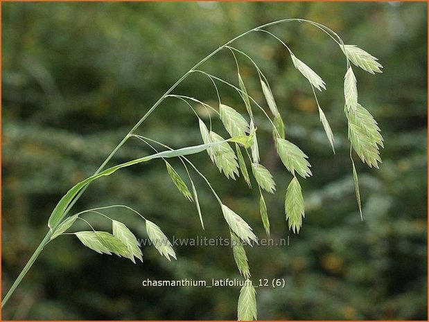 Chasmanthium latifolium | Plataargras | Breitblättriges Plattährengras