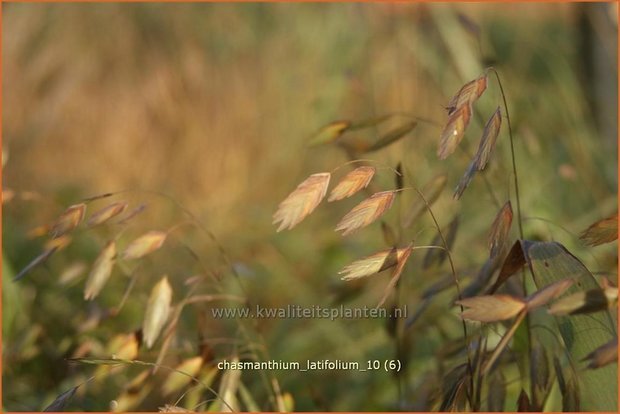 Chasmanthium latifolium | Plataargras | Breitblättriges Plattährengras