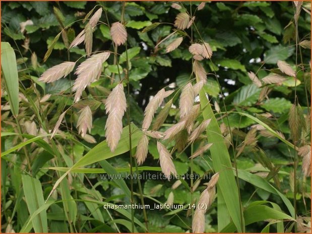 Chasmanthium latifolium | Plataargras | Breitblättriges Plattährengras