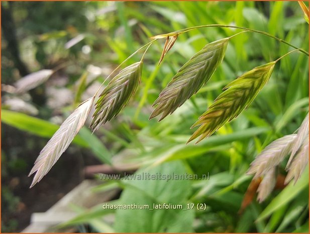 Chasmanthium latifolium | Plataargras | Breitblättriges Plattährengras