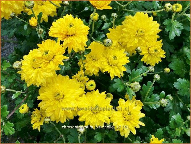 Chrysanthemum 'Citronella' | Tuinchrysant, Chrysant | Chrysantheme