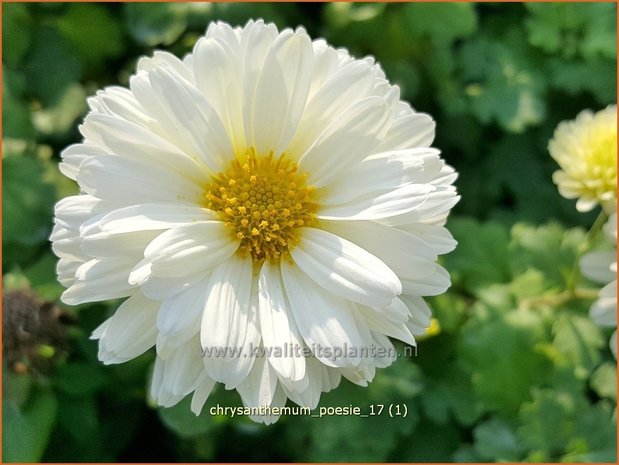 Chrysanthemum 'Poesie' | Tuinchrysant, Chrysant | Chrysantheme