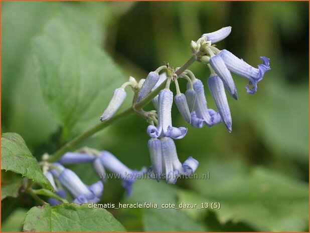 Clematis heracleifolia 'Cote d'Azur' | Bosrank, Clematis | Breitblättrige Waldrebe