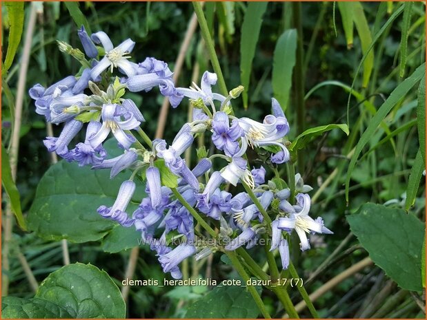 Clematis heracleifolia 'Cote d'Azur' | Bosrank, Clematis | Breitblättrige Waldrebe