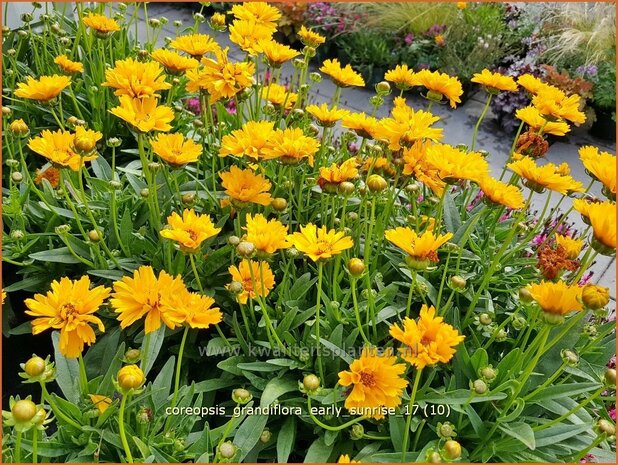 Coreopsis grandiflora 'Early Sunrise' | Meisjesogen | Großblumiges Mädchenauge