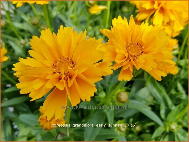 Coreopsis grandiflora 'Early Sunrise' | Meisjesogen | Großblumiges Mädchenauge