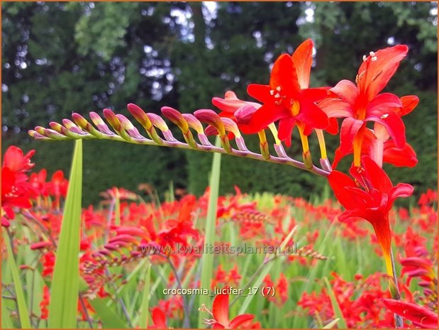 Crocosmia 'Lucifer' | Montbretia | Montbretie