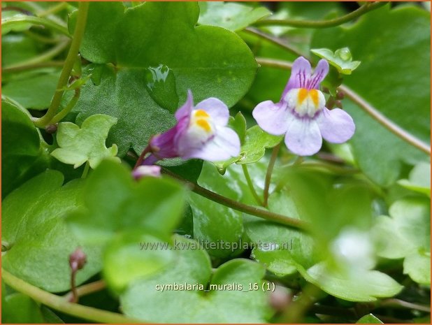 Cymbalaria muralis | Muurleeuwenbek | Mauer-Zimbelkraut