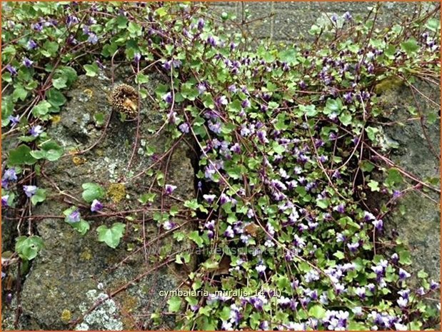 Cymbalaria muralis | Muurleeuwenbek | Mauer-Zimbelkraut