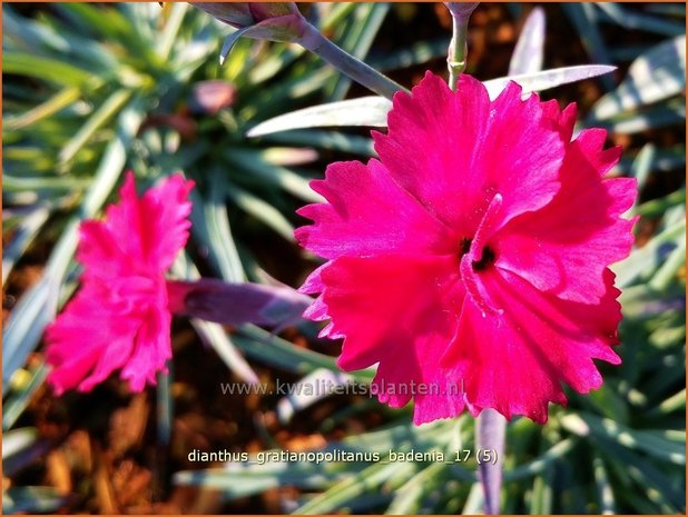 Dianthus gratianopolitanus 'Badenia' | Rotsanjer, Anjer | Pfingstnelke