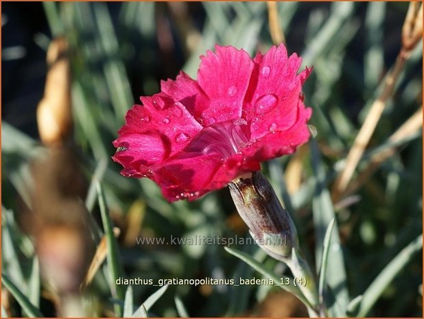 Dianthus gratianopolitanus 'Badenia' | Rotsanjer, Anjer | Pfingstnelke